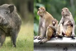 गरमपानी: दिन में बंदरों व रात को सूअरों से फसल बचाने को किसान खेतों में डाल रहे डेरा