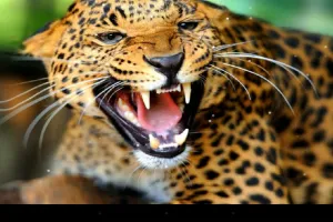 बहराइच: घर के सामने से बालिका को उठा ले गया तेंदुआ, जंगल में गंभीर हालत में मिली, दहशत