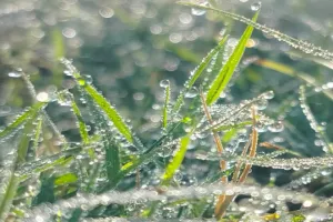 लखनऊ: हल्की बारिश से फसलों को फायदा, ज्यादा हुई तो किसानों को पड़ जाएंगे लेने के देने! जानिये क्यों कह रहे हम ऐसा? 