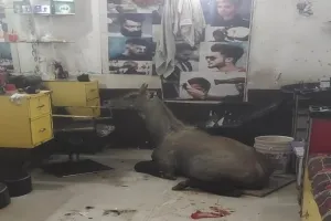 संभल: कुत्तों ने किया हमला तो नीलगाय ने सैलून में घुसकर बचाई जान, ग्राहक और संचालक भागे