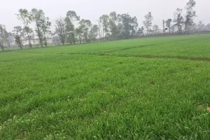 गोंडा: आसमान से बरसा 'अमृत', फसलों को मिली संजीवनी, किसानों के खिले चेहरे