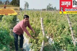 बाराबंकी: फल और सब्जियों के अटूट प्रेम से समृद्ध हो रही सलीम की जिंदगी, सीजन में अबतक बेच चुके है दो लाख का टमाटर 