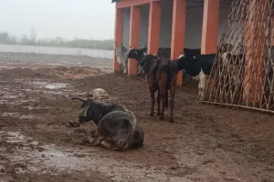 कासगंज: अनदेखी पड़ रही भारी, सर्दी से तड़पकर 12 गोवंश की मौत