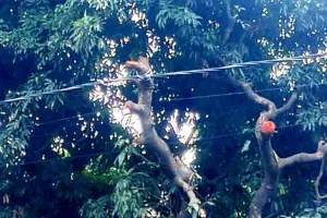 हल्द्वानी: पेड़ पर बांध दिया बिजली का तार, अधिकारियों को पता नहीं क्या कर रहा ठेकेदार...