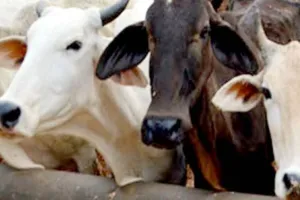 पीलीभीत: कैसे होगा गोवंश का उद्धार?, चार माह से नहीं मिली प्रोत्साहन राशि