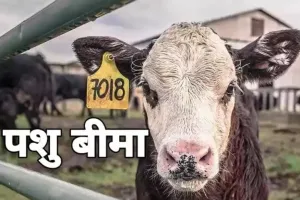 हल्द्वानी: कुमाऊं के 6 जिलों के 630 से ज्यादा पशुपालकों को सालों से अब तक नहीं मिली बीमा राशि