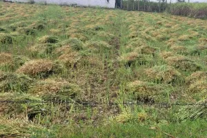 लखीमपुर खीरी: बेमौसम बारिश से गेहूं-सरसों की फसल को नुकसान, किसान परेशान