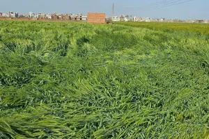 रुद्रपुर: बारिश से तराई में 15 से 20 फीसदी गेहूं के नुकसान का अनुमान