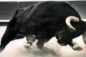 हल्द्वानी: सांड के हमले में चार घायल, बुजुर्ग ने तोड़ा दम