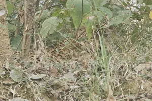 बहराइच: झाड़ियों में बैठा मिला तेंदुआ, सहमी डब्ल्यूटीआई टीम