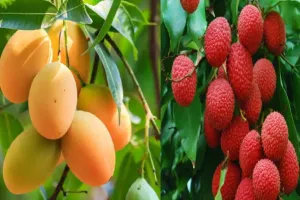 कालाढूंगी: जलवायु परिवर्तन से लीची, आम व कटहल की फसल प्रभावित 