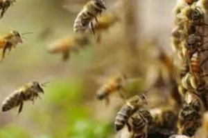 Farrukhabad: खेत में काम कर रहे थे किसान, अचानक मधुमक्खियों ने किया हमला...दो घायल CHC में भर्ती