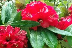 नैनीताल: बुरांश के फूल से तैयार नमक का विदेशों में जलवा