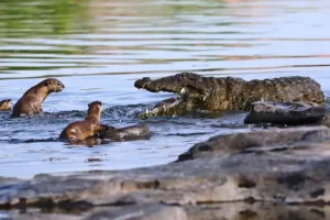 रामनगर: कार्बेट में मगरमच्छ-घड़ियाल तो बढ़े लेकिन ऊदबिलाव घटे