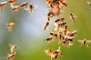 बिजनौर : मधुमक्खियों के हमले में अनियंत्रित होकर बाइक गिरी, महिला की मौत...छह लोग घायल 