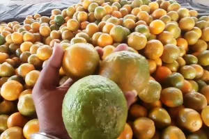 हल्द्वानी: महाराष्ट्र के संतरे को टक्कर दे रहा राजस्थान का संतरा 