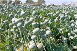 बाजपुर में गेहूं के खेत में लहलहाती मिली अफीम की खेती...किसान गिरफ्तार