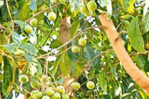 चंपावत: मां पूर्णागिरि धाम क्षेत्र में बनाई जा रही रुद्राक्ष वाटिका 