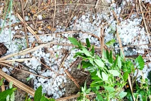 गोंडा: तेज हवाओं के साथ बारिश ने लिया विकराल रूप, ओलावृष्टि से सरसों की फसल हुई चौपट 