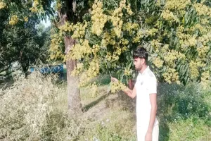 सुलतानपुर: अमराई से उठने वाली सुगंध से आम बागवानों की बढ़ीं उम्मीदें, बोले- मौसम ने साथ दिया तो इस बार होगी बंपर पैदावार!