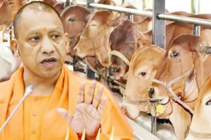 प्रयागराज: जिले में निराश्रित गोवंश को संरक्षण प्रदान का योगी सरकार का सौ फीसदी लक्ष्य हुआ पूरा, जनता को मिली इस समस्या से निजात!