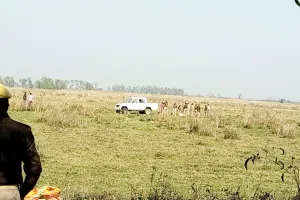 बहराइच: जंगल के निकट मृत मिला बाघ, कुछ दिन पुराना बताया जा रहा शव, वन विभाग मौके पर पहुंचा, शुरू की जांच