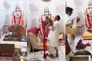 VIDEO, हनुमान सेतु मंदिर में 'बजरंगबली' ने स्वयं दिए दर्शन!, बंदर के रूप में आकर खूब की मस्ती, पहनी माला, खाया प्रसाद!