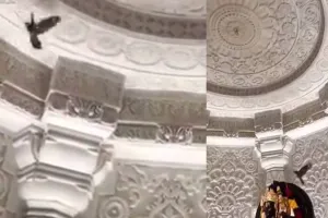 अयोध्या: रामलला के गर्भगृह में एक पक्षी के उड़ने का वीडियो सोशल मीडिया में हुआ वायरल, जानिए बोले लोग...