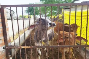 गौशालाओं में हो रहा शासनादेश का उल्लंघन, प्रधान और सचिव की लापरवाही से गोवंशों की स्थिति दयनीय