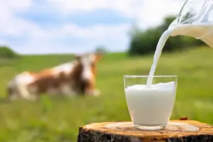 गाय के कच्चे दूध में उच्च सांद्रता में बर्ड फ्लू पाया गया,  WHO ने जारी की चेतावनी