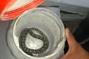 बहराइच: पूजा के दौरान काटा सांप, तो डिब्बे में बंदकर इलाज के लिए पहुंचा अस्पताल, लोग देख कर रह गए दंग