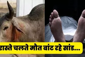 हल्द्वानी: स्कूटी सवार के सीने में सांड ने में मारी टक्कर, हुई मौत