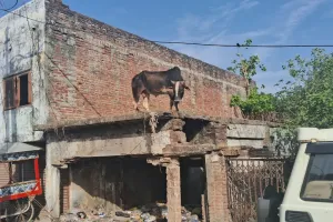 Video: बहराइच में घर की छत पर चढ़ा सांड, 12 घंटे तक रहा भूखा-प्यासा  