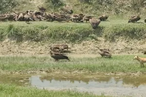 Video: बहराइच में दिखा हिमालयन ग्रिफन, झुंड में भारतीय गिद्ध भी शामिल