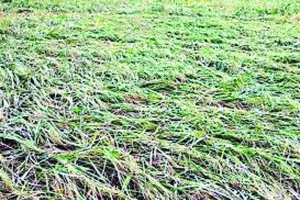 काशीपुर: फैक्ट्री के दूषित जल से धान की पौध को नुकसान