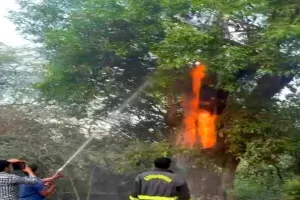 अयोध्या में जामुन के हरे पेड़ से निकली आग की लपटें, चर्चाओं का बाजार गर्म  