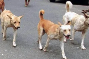 हल्द्वानी: चढ़ते पारे से कुत्तों का भी बढ़ने लगा पारा 