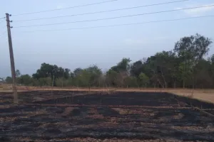 अयोध्या: बिजली के शार्ट सर्किट से जली गेहूं की फसल