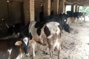 सुलतानपुर: चुनौतियों से जूझ रहे डेयरी व्यवसायी को नहीं मिल रही राह, पशुपालन से भंग हो रहा मोह