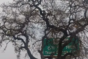 World Earth Day 2024: कोई नही उतार रहा धरती का कर्ज, खिलवाड़ होने से सूख रहे पेड़...पर्यावरण को पहुंच रहा नुकसान