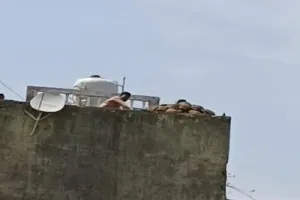 अमरोहा : सैदनगली में दो पक्षों के बीच जमकर हुआ पथराव, कई लोग घायल...लाइव वीडियो वायरल