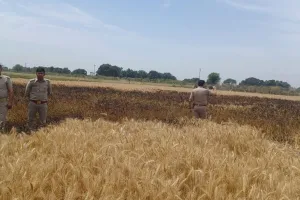Auraiya News: बिजली के तार टूटकर गिरने से गेंहू की फसल में लगी आग...ग्रामीणाें ने कड़ी मशक्कत कर पाया काबू