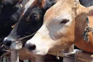 पीलीभीत: देवीपुरा गोशाला में पशुओं की मौत के पीछे निकली लापरवाही, सीवीओ से मिली रिपोर्ट..कार्रवाई का इंतजार 