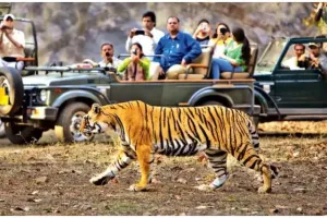 रामनगर: शुल्क वृद्धि से कॉर्बेट में घटी पर्यटकों की संख्या