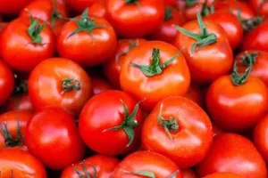 Kanpur News: मार्च अधिक गर्म रहने का असर टमाटर की फसल पर दिख रहा...छोटे के साथ रंग भी हुआ हल्का