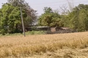 Unnao: चटक धूप व तेज हवा से जल्दी तैयार हो जाएगी गेहूं की फसल...किसानों के चेहरों पर चिंता की लकीरें दिख रही 