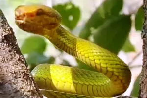 रामनगर: कार्बेट लैंड स्केप में दिखा पंद्रह साल बाद दुर्लभ प्रजाति का सांप               