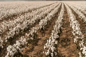 म्यांमार का छह लाख एकड़ से अधिक कपास उगाने का लक्ष्य 
