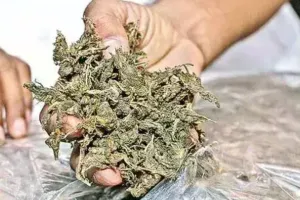 अल्मोड़ा: भतरौंजखान में चार किलो गांजे के साथ एक गिरफ्तार