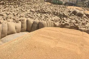 Moradabad News : गेहूं खरीद में मुरादाबाद संभाग प्रदेश में चौथे स्थान पर, 41272 मीट्रिक टन हुई है खरीद